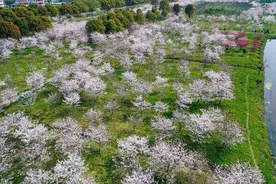 海宁：百里钱塘 樱花绽放图片