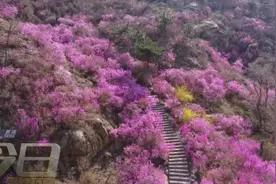 大珠山景区万亩野生杜鹃红！青岛还有这些赏花地图片
