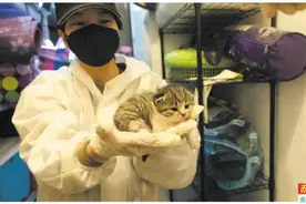 主人滞留外地宠物断粮 志愿者上门救助暖人心图片
