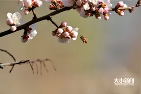 原创｜|春风十里 就在这一刻杏花和蜜蜂邂逅了图片