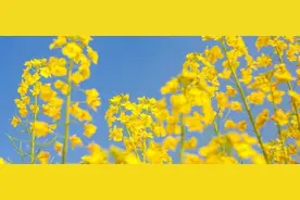 飞花令：上百句含“春”的经典诗词，一起来品图片