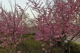春光达人｜碧柳轻拂湖面，祈盼、祈盼，春暖花开烂漫图片