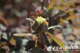 疫情过后最美春天来了！菏泽牡丹园的牡丹悄然初放图片