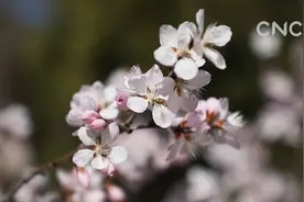 河北遵化：春到燕山 桃花浪漫视频封面