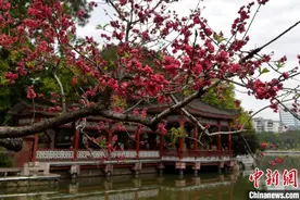 隆冬向暖春递进：“二十四番花信风”有何讲究？图片