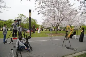 樱花树下的云音乐会，上海首次VR技术直播户外音乐会图片
