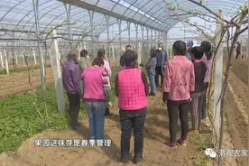 壮壮帮忙：猕猴桃春季如何抹芽？图片