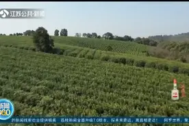 舌尖上的春天！常州万亩茶园开启采摘模式，句容草莓迎来采摘客视频封面