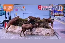 奈良小鹿啃草坪 泰国猴子打群架？景区没了游客，迎来疯狂动物城图片