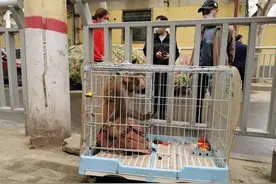 “大师兄”深夜现身郑州一小区，不知道它从哪儿来，但知道它会到哪儿去图片