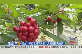 一斤能卖130元！烟台大棚樱桃挂满枝头，搭乘电商快车销往全国视频封面