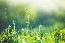 植物也“唠嗑”，听听它们都聊啥图片