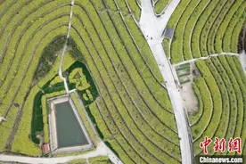 浙江杭州百亩梯田油菜花绽放吸引游人图片