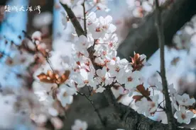 美不胜收！樱花开了图片