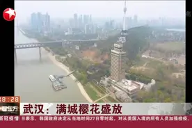 来一场与春天的约会，看一看樱花盛开之美！武汉：满城樱花盛放视频封面
