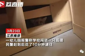 南京幼儿园里闯进一只“神秘标本”，因为太过美貌后被发现…图片