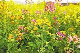 油菜花不再只是黄色 科学家让它姹紫嫣红图片