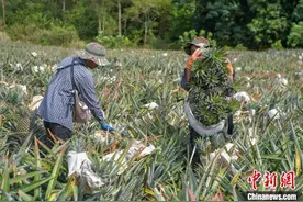 海南澄迈：疫后复工不误农时 特色凤梨产销两旺图片