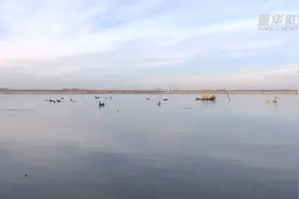 极危物种青头潜鸭现身黑龙江泰来县视频封面