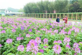 博罗田牌村：“花为你开”做足防疫措施申请开放图片