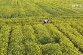 安徽巢湖：植保无人机“变身”春耕好帮手视频封面