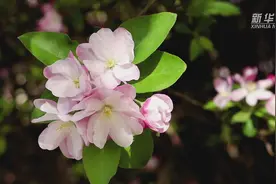 河南禹州：春风送暖 海棠花开视频封面