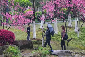 杭州千桃园：桃花盛放 游客增多图片