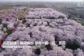河南鄢陵：樱花缤纷 带你一起“云”赏花视频封面