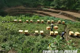 百花齐开，蜜蜂自来！甜蜜旬阳有期待图片