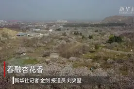 春融杏花香视频封面