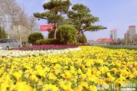 30万盆郁金香点亮济南的春天，城区道路成“色带”和“花海”图片