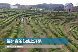 福州春茶节线上开采视频封面