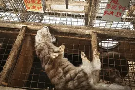 蹊跷！近千只水貂意外死亡，兰考鸭架是“元凶”？图片