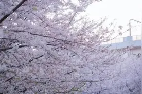 上海“最美地铁口”樱花怒放，游客追捧视频封面