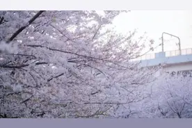 上海“最美地铁口”樱花怒放，游客追捧视频封面