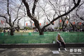 东京赏樱图片