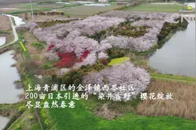 上海：去邂逅一场樱花雨视频封面