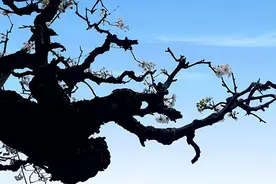 安徽砀山：梨花又见一年春 缀满枝头等君来图片