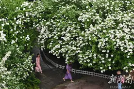 Spring flowers in full bloom | 琼花开 春光美图片