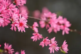 云上花博会：菊花桃、帚形桃、碧桃、红叶桃……对，它们都是桃花，而且都开了图片