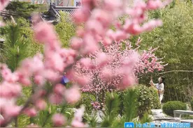 图片特写丨春暖花已开图片