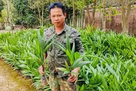 爱心助农 夜校在行动part㉜丨陵水槟榔苗，农家种植品质好，快来看看图片