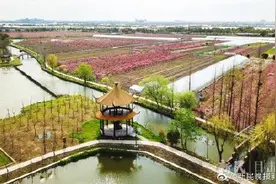 春满江南：桃花灼灼油菜花灿灿图片