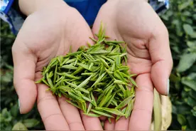 信阳毛尖今天开采 市长端杯直播卖茶图片