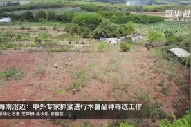 海南澄迈：中外专家抓紧进行木薯品种筛选工作视频封面