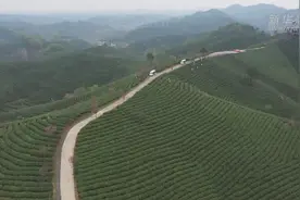信阳毛尖进入全面开采期视频封面