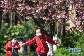 中国科大校园樱花绽放图片