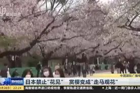 日本禁止“花见”，赏樱变成“走马观花”，市民：这是明智的选择视频封面