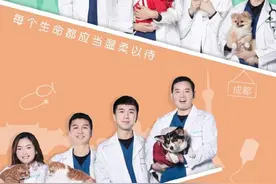 宠物也能做针灸？“宠物版《人间世》”回归：熟悉的配方新的感动图片