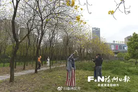 福州市区黄花风铃木争相开放图片